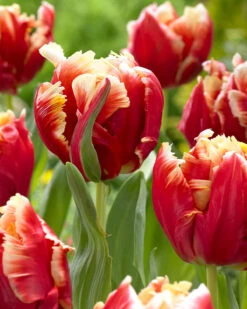 Tulip 'Dee Jay Parrot' 21 Tulip 'Dee Jay Parrot' -Beauty Flowers Shop tulip dee jay parrot 00 fba73a3e 7663 4153 ab20 715bd28978a3