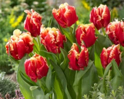 Tulip 'Dee Jay Parrot' 16 Tulip 'Dee Jay Parrot' -Beauty Flowers Shop tulip dee jay parrot 01