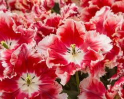 Tulip 'Dee Jay Parrot' 23 Tulip 'Dee Jay Parrot' -Beauty Flowers Shop tulip dee jay parrot 2