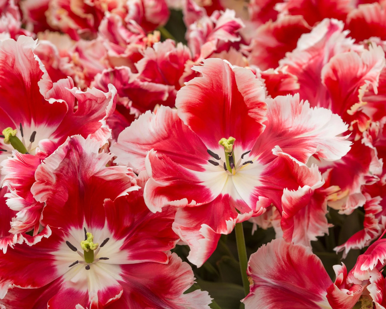 Tulip 'Dee Jay Parrot' 13 Tulip 'Dee Jay Parrot' - Image 11