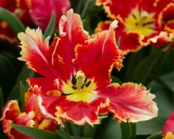 Tulip 'Dee Jay Parrot' 18 Tulip 'Dee Jay Parrot' -Beauty Flowers Shop tulip dee jay parrot 3