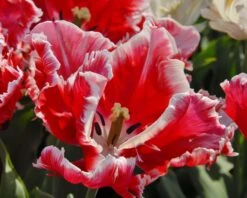 Tulip 'Dee Jay Parrot' 22 Tulip 'Dee Jay Parrot' -Beauty Flowers Shop tulip dee jay parrot 4