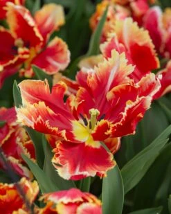 Tulip 'Dee Jay Parrot' 14 Tulip 'Dee Jay Parrot' -Beauty Flowers Shop tulip dee jay parrot 5