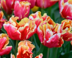 Tulip 'Dee Jay Parrot' 15 Tulip 'Dee Jay Parrot' -Beauty Flowers Shop tulip dee jay parrot 6