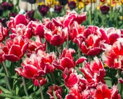 Tulip 'Dee Jay Parrot' 19 Tulip 'Dee Jay Parrot' -Beauty Flowers Shop tulip dee jay parrot 7