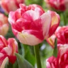 Tulip 'Double Blizz' 1 Tulip 'Double Blizz' -Beauty Flowers Shop tulip double aloha 3