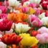 Tulip 'Double Mixed' 1 Tulip 'Double Mixed' -Beauty Flowers Shop tulip double late mix 8