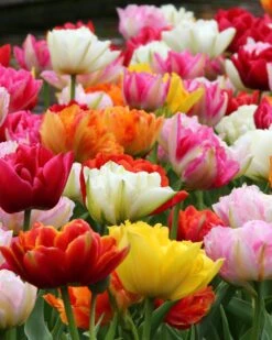 Featured Products 3 Tulip 'Double Mixed'