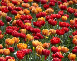 Tulip Collection 'Double Royale' 11 Tulip Collection 'Double Royale' -Beauty Flowers Shop tulip double royale 1