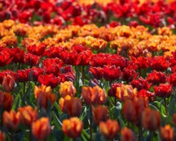 Tulip Collection 'Double Royale' 15 Tulip Collection 'Double Royale' -Beauty Flowers Shop tulip double royale 3