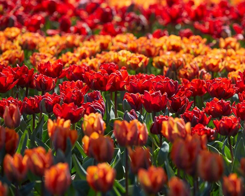 Tulip Collection 'Double Royale' 9 Tulip Collection 'Double Royale' - Image 7