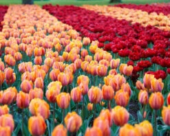 Tulip Collection 'Double Royale' 12 Tulip Collection 'Double Royale' -Beauty Flowers Shop tulip double royale 4