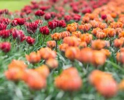 Tulip Collection 'Double Royale' 14 Tulip Collection 'Double Royale' -Beauty Flowers Shop tulip double royale 5