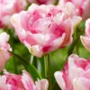 Tulip 'Double Shake' 1 Tulip 'Double Shake' -Beauty Flowers Shop tulip double shake 2