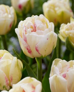Tulip 'Double Shake' 7 Tulip 'Double Shake' -Beauty Flowers Shop tulip double shake 3