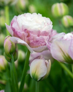 Tulip 'Double Surprise' 13 Tulip 'Double Surprise' -Beauty Flowers Shop tulip double surprise 1
