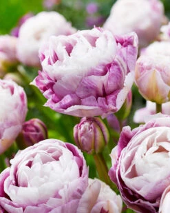 Tulip 'Double Surprise' 16 Tulip 'Double Surprise' -Beauty Flowers Shop tulip double surprise 2