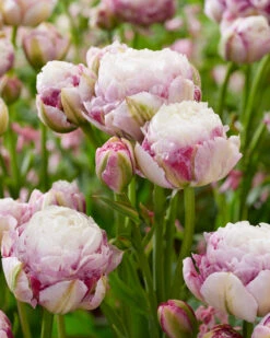 Tulip 'Double Surprise' 18 Tulip 'Double Surprise' -Beauty Flowers Shop tulip double surprise 4