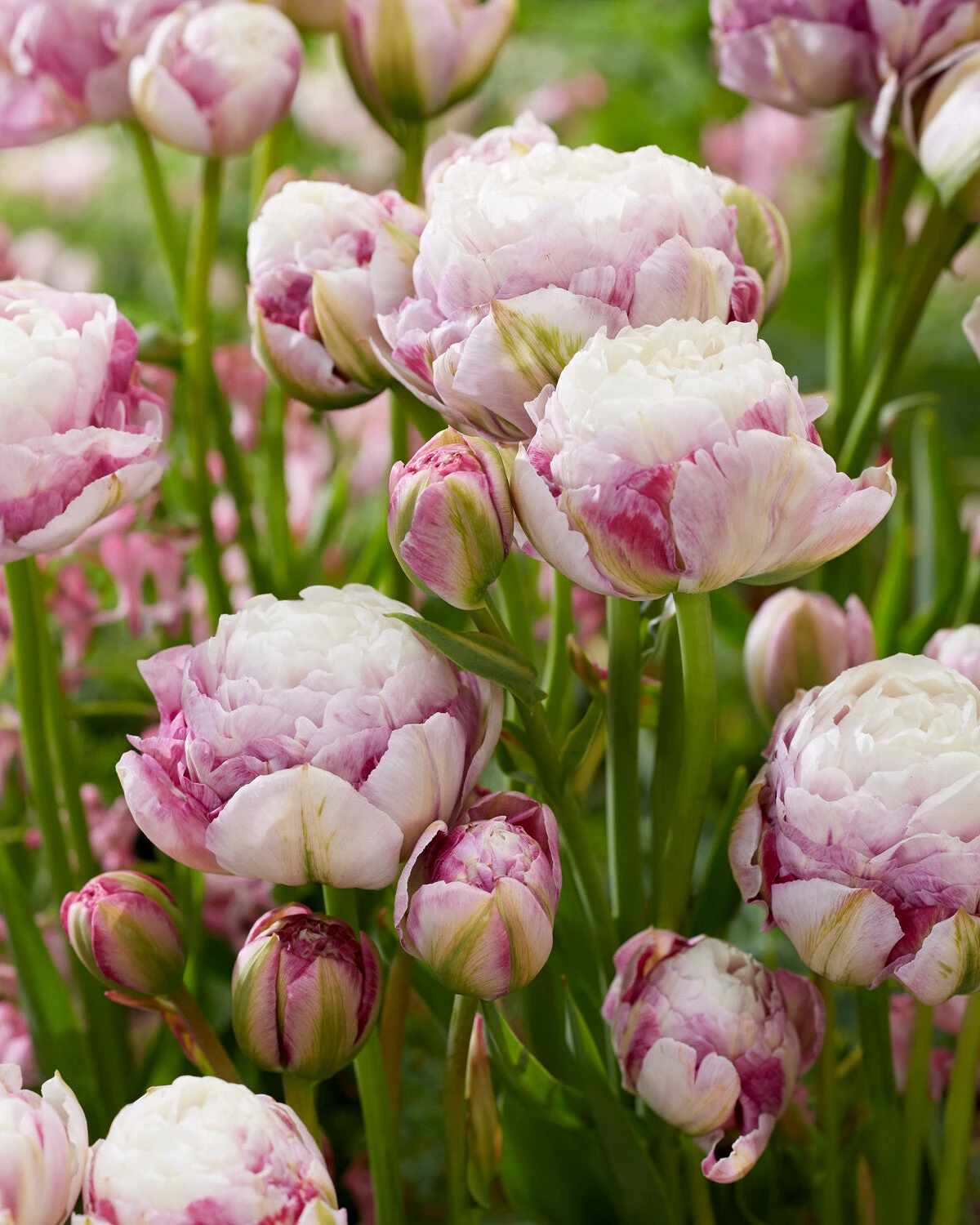 Tulip 'Double Surprise' 4 Tulip 'Double Surprise' - Image 2