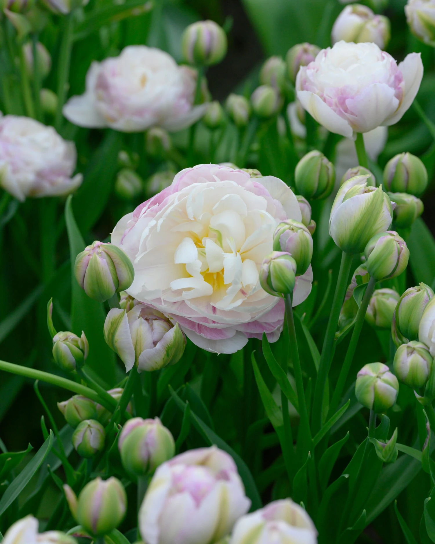 Tulip 'Double Surprise' 9 Tulip 'Double Surprise' - Image 7