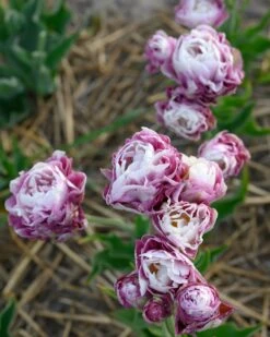 Tulip 'Double Surprise' 19 Tulip 'Double Surprise' -Beauty Flowers Shop tulip double surprise 8