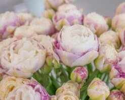 Tulip 'Double Surprise' 15 Tulip 'Double Surprise' -Beauty Flowers Shop tulip double surprise 9