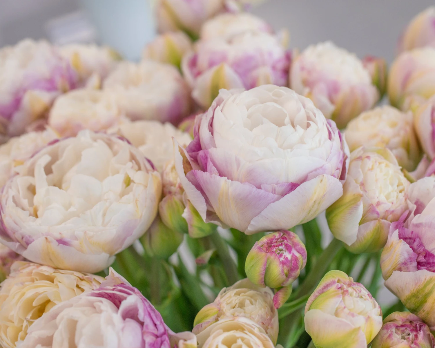 Tulip 'Double Surprise' 7 Tulip 'Double Surprise' - Image 5