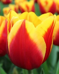 Tulip 'Dow Jones'