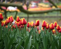 Tulip 'Dow Jones' -Beauty Flowers Shop tulip dow jones 11