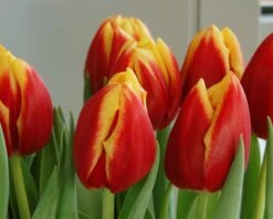 Tulip 'Dow Jones' -Beauty Flowers Shop tulip dow jones 3