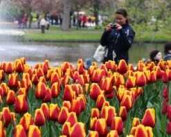 Tulip 'Dow Jones' -Beauty Flowers Shop tulip dow jones 7