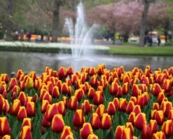 Tulip 'Dow Jones' -Beauty Flowers Shop tulip dow jones 8