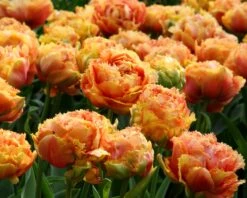 Tulip 'Sensual Touch' 10 Tulip 'Sensual Touch' -Beauty Flowers Shop tulip esprit 3