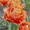Tulip 'Sensual Touch' -Beauty Flowers Shop tulip esprit 8