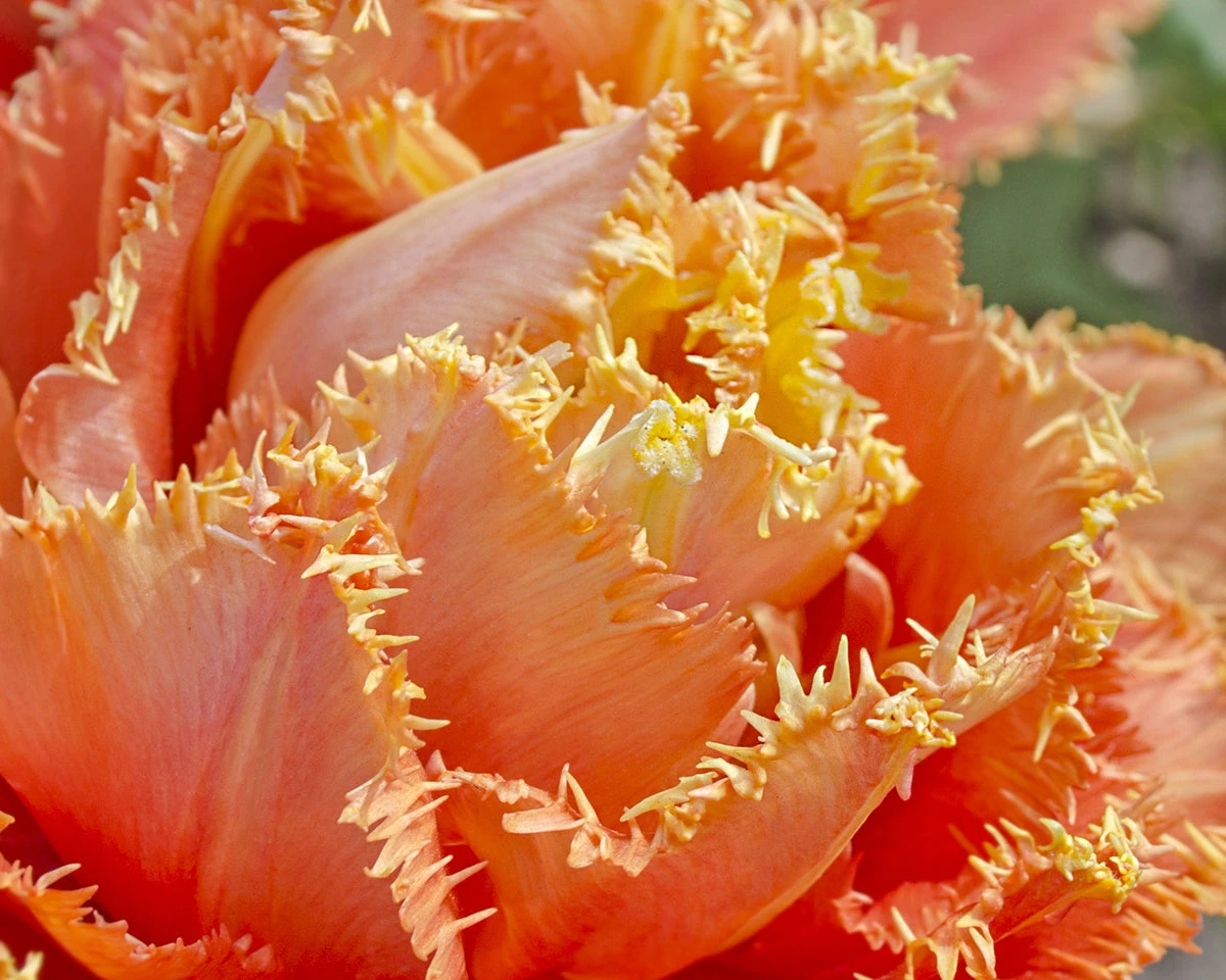 Tulip 'Sensual Touch' 7 Tulip 'Sensual Touch' - Image 5