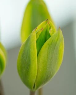 Tulip 'Evergreen' -Beauty Flowers Shop tulip evergreen 2