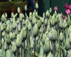 Tulip 'Evergreen' -Beauty Flowers Shop tulip evergreen 7