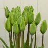 Tulip 'Evergreen' 2 Tulip 'Evergreen' -Beauty Flowers Shop tulip evergreen 7 d0c0c458 b988 4077 986f 906504815907