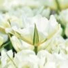 Tulip 'Exotic Emperor' 1 Tulip 'Exotic Emperor' -Beauty Flowers Shop tulip exotic emperor 1