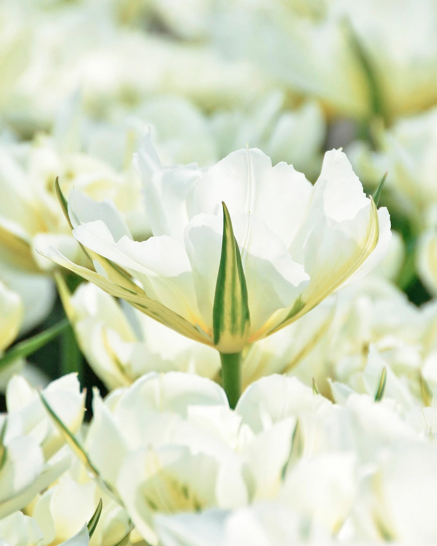 Tulip 'Exotic Emperor' 3 Tulip 'Exotic Emperor'