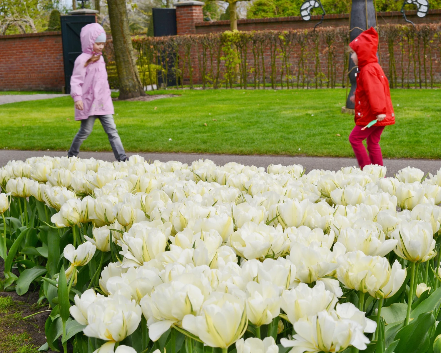 Tulip 'Exotic Emperor' 4 Tulip 'Exotic Emperor' - Image 2