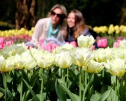 Tulip 'Exotic Emperor' 16 Tulip 'Exotic Emperor' -Beauty Flowers Shop tulip exotic emperor 2 c82c95af 220d 479f 8376 4f4b98b5769c