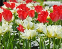 Tulip 'Exotic Emperor' 17 Tulip 'Exotic Emperor' -Beauty Flowers Shop tulip exotic emperor 3