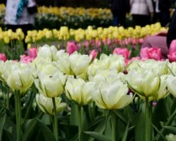 Tulip 'Exotic Emperor' 18 Tulip 'Exotic Emperor' -Beauty Flowers Shop tulip exotic emperor 3 90a3b33d 6a0e 488e 9101 7ca0f3e858f6