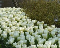 Tulip 'Exotic Emperor' 15 Tulip 'Exotic Emperor' -Beauty Flowers Shop tulip exotic emperor 4