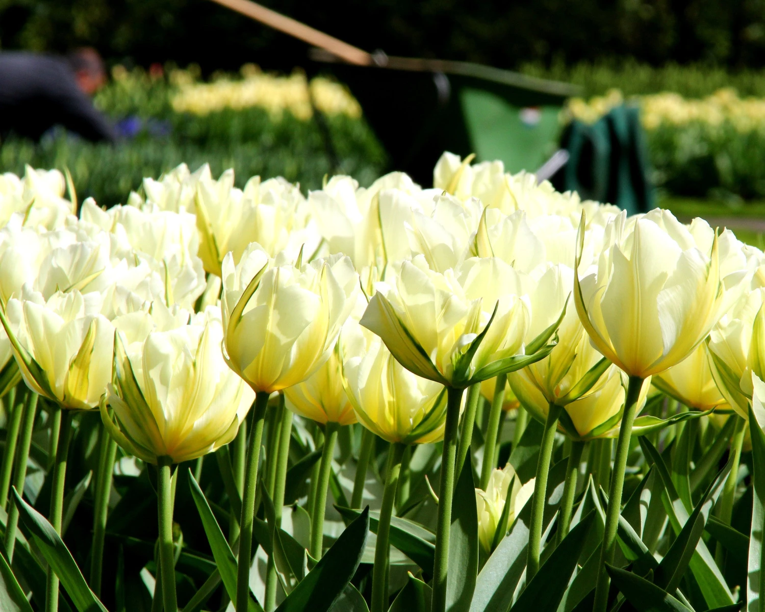 Tulip 'Exotic Emperor' 11 Tulip 'Exotic Emperor' - Image 9