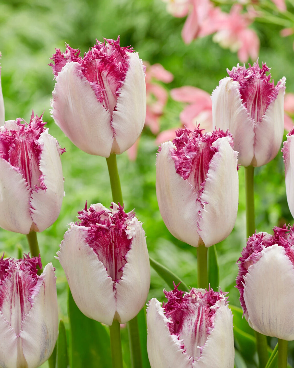 Tulip 'Eyelash' 3 Tulip 'Eyelash'