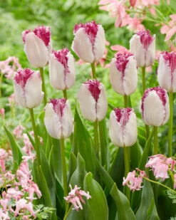 Tulip 'Eyelash' 7 Tulip 'Eyelash' -Beauty Flowers Shop tulip eye lash 2