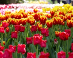 Tulip 'Fabio' 14 Tulip 'Fabio' -Beauty Flowers Shop tulip fabio 1