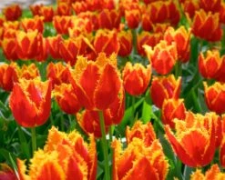 Tulip 'Fabio' 16 Tulip 'Fabio' -Beauty Flowers Shop tulip fabio 3